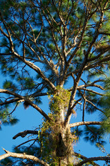 tall pine tree branches