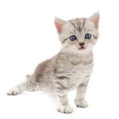 Kitten on a white background