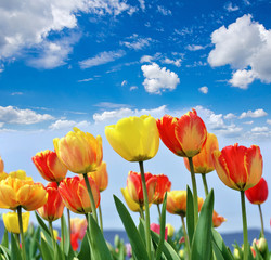 Happy Easter: Tulip field with blue sky :)