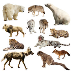 Obraz premium Zestaw ssaków drapieżnych na białym