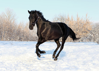 Russian thoroughbred horse in winter
