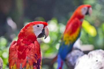 Macaw