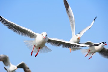 Seagull