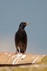 storno comune (Sturnus vulgaris)