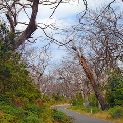 Great Otway National Park, Victoria, Australia
