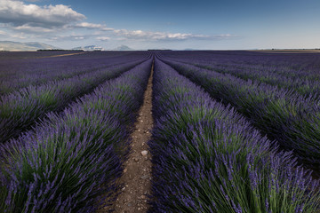 Fototapeta na wymiar Lavender in France