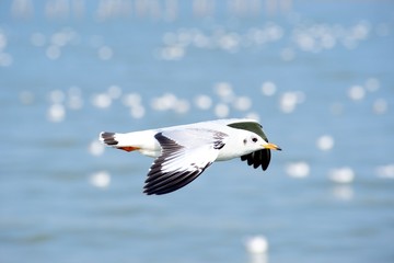 Seagull