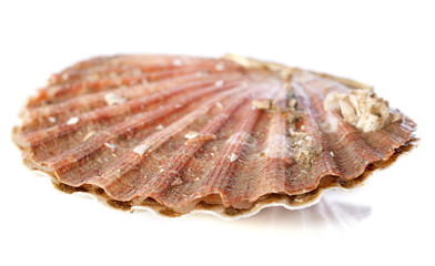 great scallop