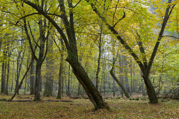 Old hornbeam trees in fall