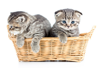Fototapeta na wymiar two funny small cats kittens in wicker basket