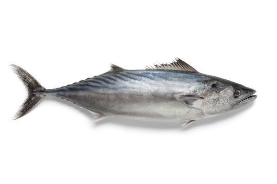 Singlre Fresh Bonito Fish