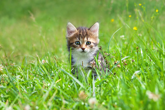 kitten plays in a green grass