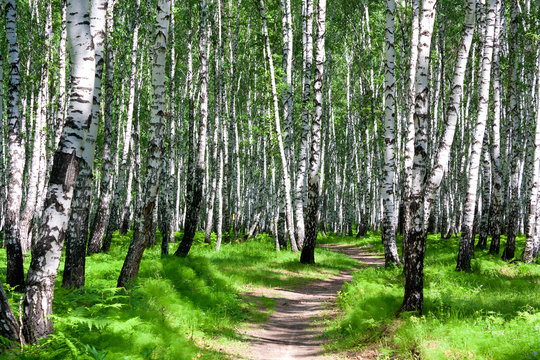 summer landscape with the forest and the sun
