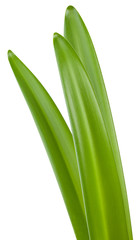 Green amaryllis leaves isolated on white