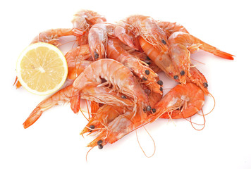 common prawn