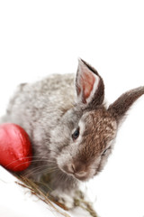 Naklejka premium Gray rabbit