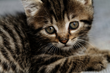 Tabby kitten