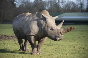 Foto op Plexiglas Rhinoceros © fotogenix