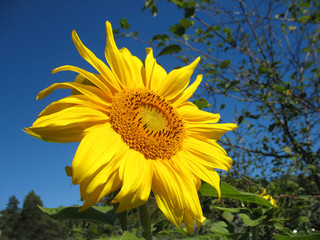 sunflower