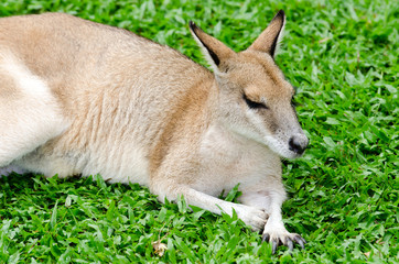 寝そべるカンガルー