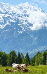Fototapeta na wymiar Stado krów na polanie i masyw górski Mont Blanc (widok z Pla