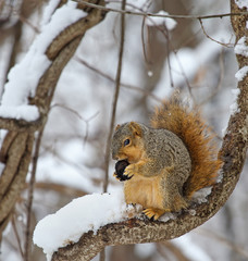 Fox Squirrel in a Tree