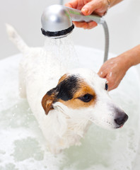 Dog taking a bath in a bathtub