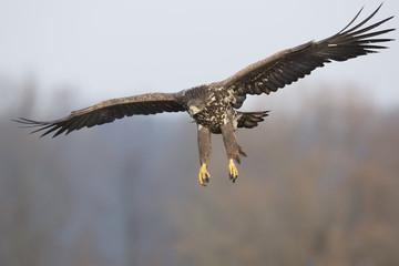 Seeadler - Anflug