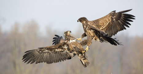 Junge Seeadler (Haleaeetus albicilla) im Luftkampf