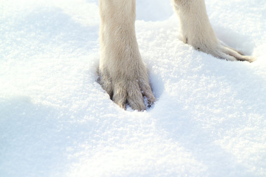 Dog Paw