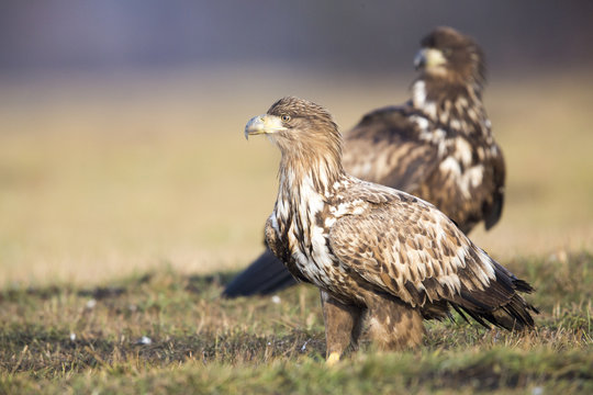 Junge Seeadler