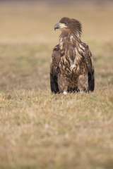 Seeadler - Jungvogel (immatur)