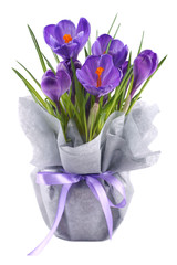 Crocuses in a pot wrapped in interlinings
