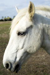 Camargue horse, portrait
