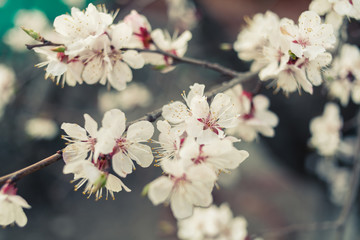 cherry blossom outdoors