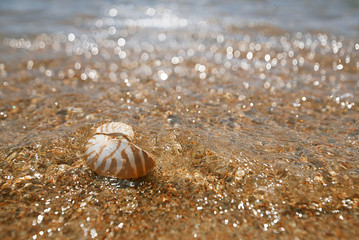nautilus shell in the issyk-kul lake with glitter wave backgroun