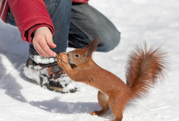 Feeding squirrel