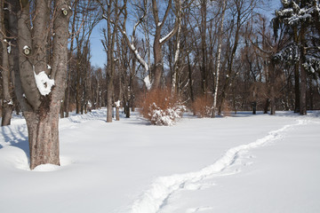 City park in winter