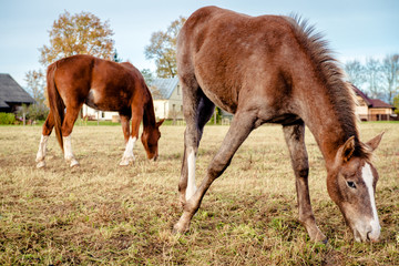Naklejka na ściany i meble Brown horses feeding outdoors
