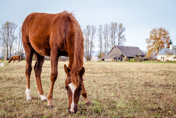 Obraz premium Horse feeding outdoors