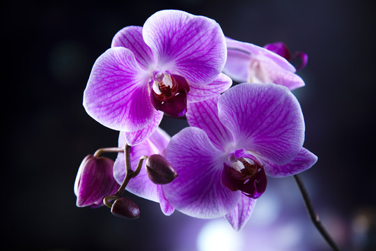 Fototapeta Orchid