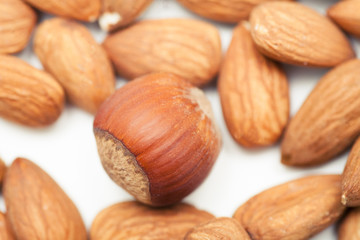 one almond closeup isolated on white background