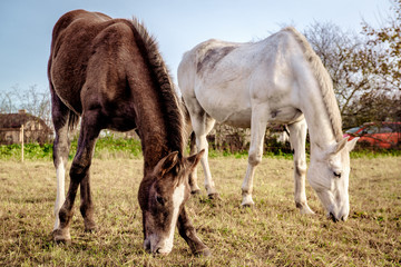 Horses feeding outdoors