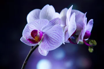 Deurstickers Orchidee Prachtige orchideeën