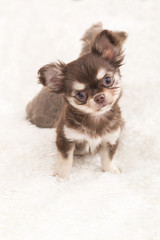 Welpe, Chihuahua, Hundebaby
