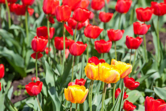 Red and yellow beautiful tulips field