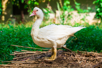 white duck on a green grass