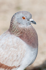 common pigeon