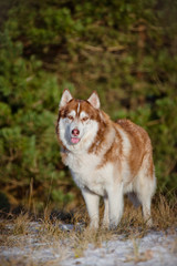 siberian husky dog