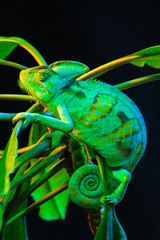 One Yemen chameleon © PBaishev